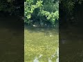 https://www.youtube.com/shorts/giaRJzAS_UI