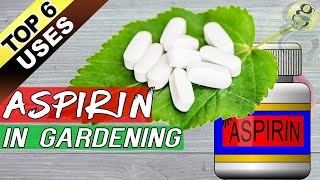 ASPIRIN HACKS ON PLANTS and GARDENING:  Top 6 Benefits of Aspirin as Rooting Hormone + Others