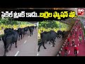 Herd of buffalo walking along Hyderabad's solar-powered cycling path, video goes viral