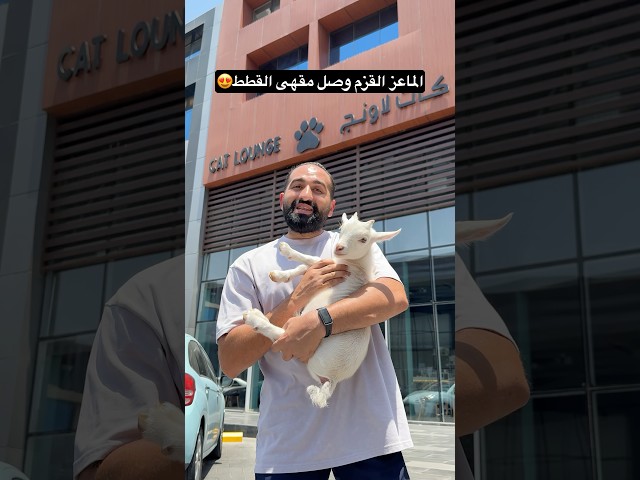 الماعز القزم وصل مقهى القطط