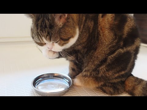 水飲み後の登場のクセが強いねこ Maru Comes Back In A Funny Way After Drinking Water まとめちゅーぶ