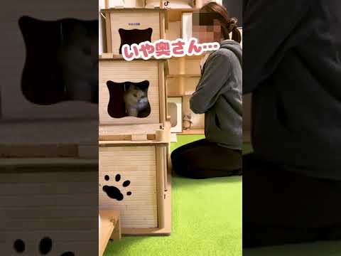 なにその怒り方 おしゃべりする猫 Shorts まとめちゅーぶ