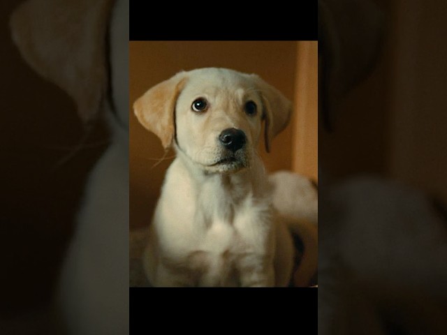 Puppies are both angels and demons.#shorts