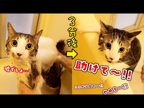 風呂嫌いの猫をシャンプーしたら 聞いたことのない絶叫をあげてしまいました まとめちゅーぶ