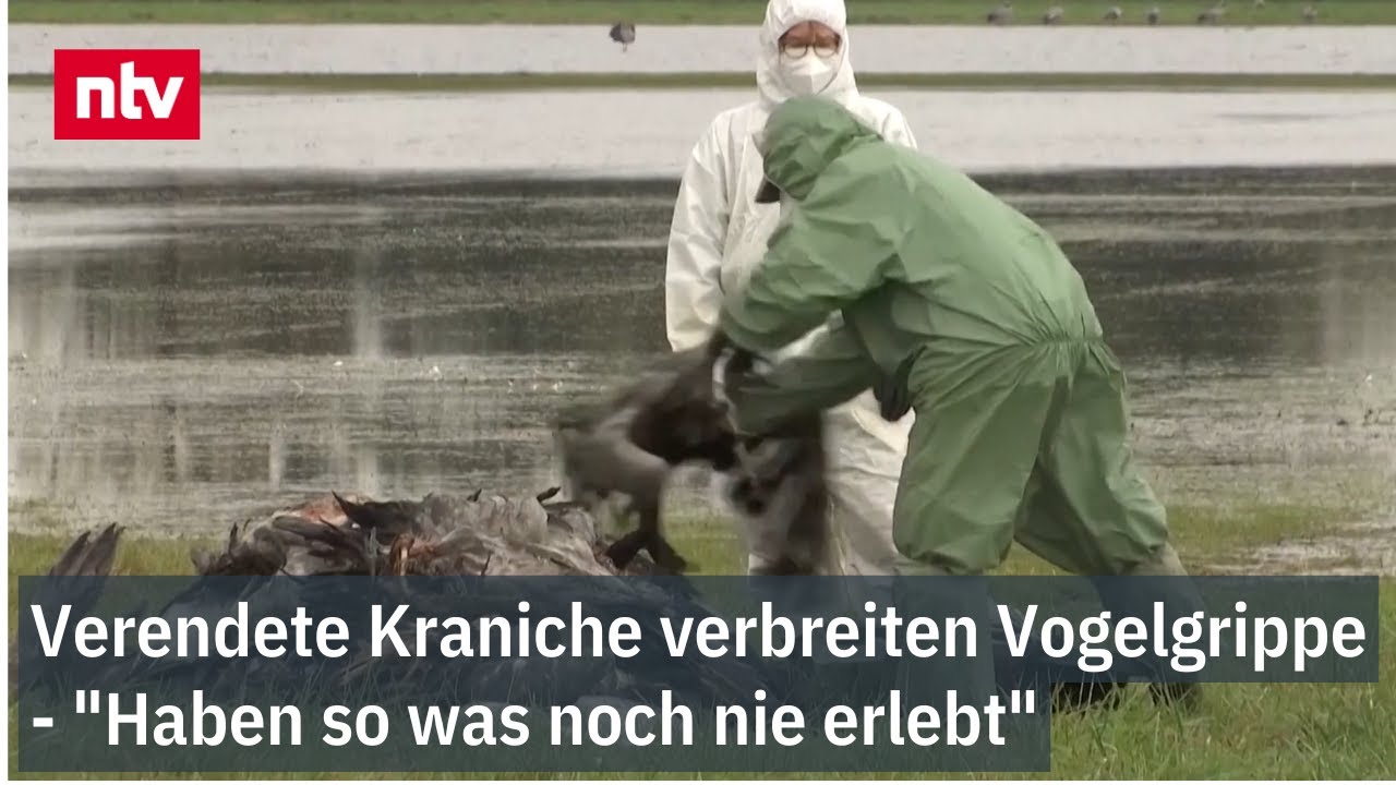 Verendete Kraniche verbreiten Vogelgrippe in Deutschland - "Haben so was noch nie erlebt"