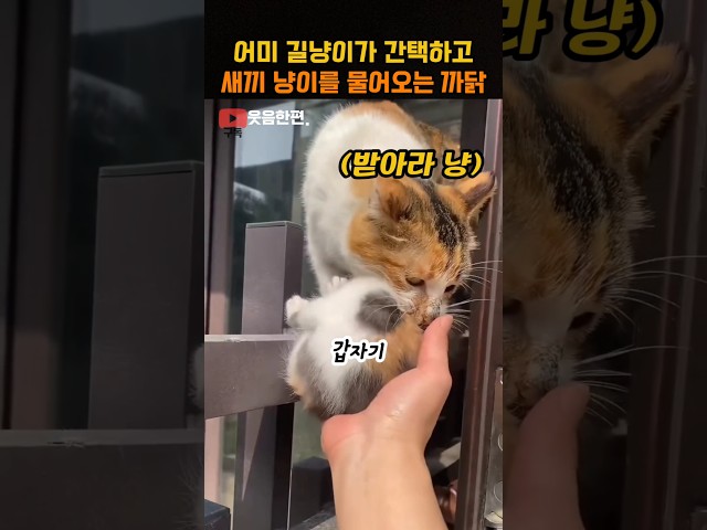 어미 길냥이가 간택하고 새끼 냥이를 물어오는 까닭