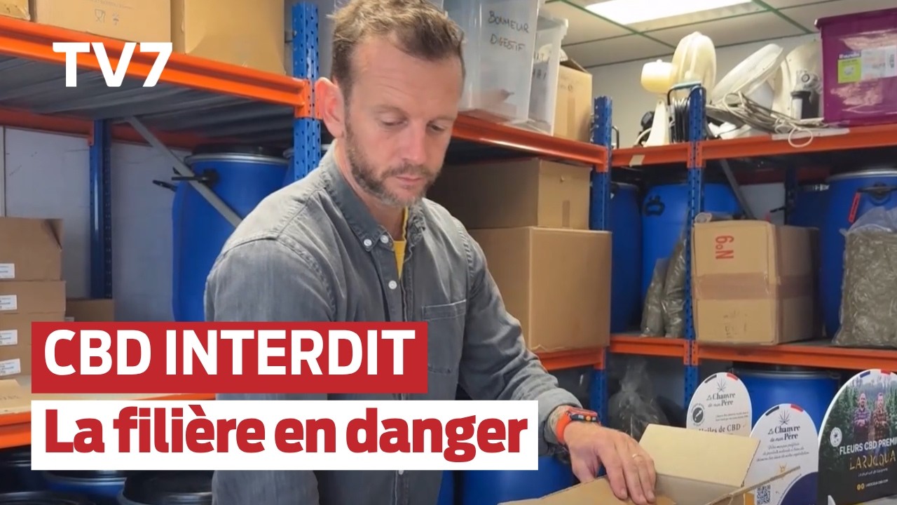 Interdiction du CBD alimentaire : la colère des producteurs de chanvre