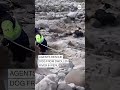 Agents rescue dog from swollen river in Peru  - 00:48 min - News - Video