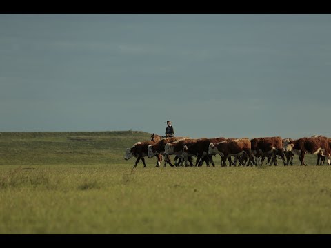A look into Verde’s 100% grass-fed beef, including footage from the farms themselves in Uruguay. Here, the world's best grass-fed beef comes from centuries of gaucho tradition and the most sophisticated cattle technology in the world. The land is revered, cattle graze free, farmers are respected, and the industry is exceptional. A look into Verde’s 100% grass-fed beef, including footage from the farms themselves in Uruguay. Here, the world's best grass-fed beef comes from centuries of gaucho tradition and the most sophisticated cattle technology in the world. The land is revered, cattle graze free, farmers are respected, and the industry is exceptional.