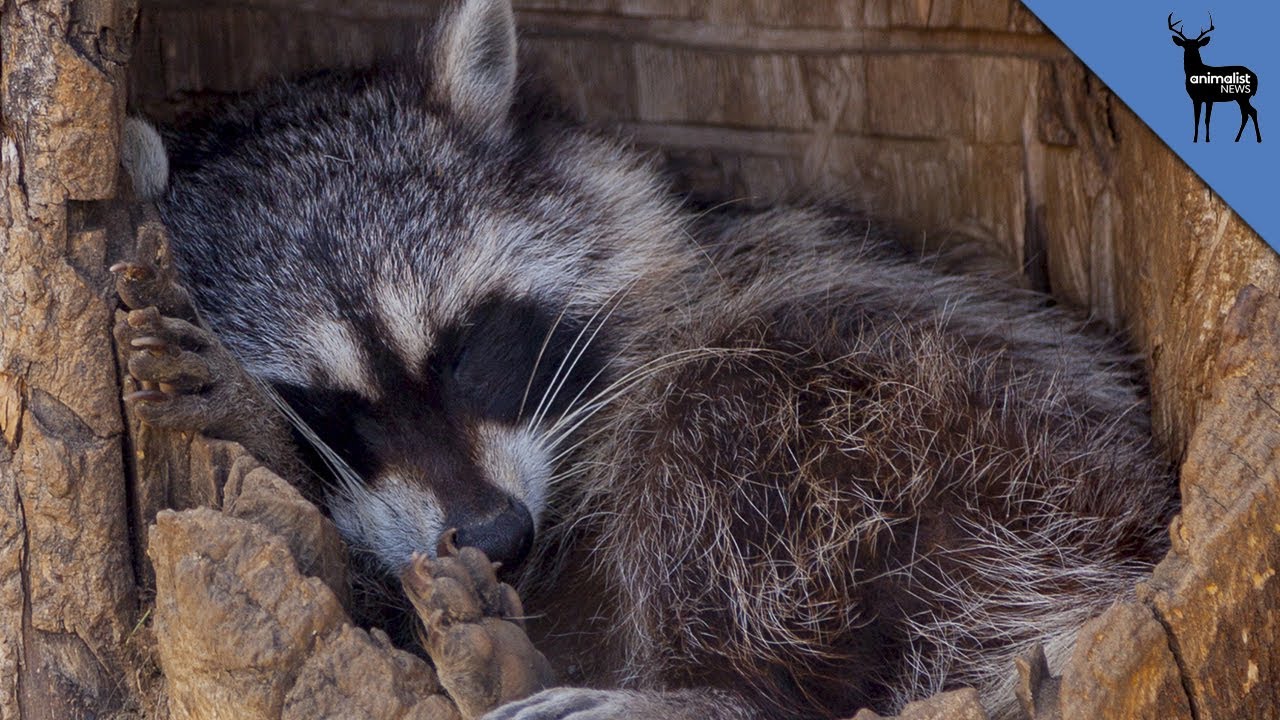 Five Animals That Love Sleep More Than You YouTube