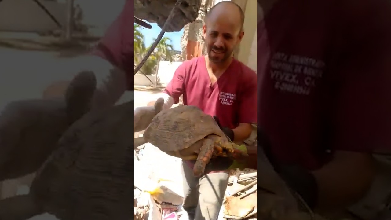 Turtle rescued from rubble a month after Venezuela earthquake