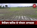 Madhya Pradesh Hailstorm: किसानों पर बे-मौसम बारिश की मार, फसलें तबाह