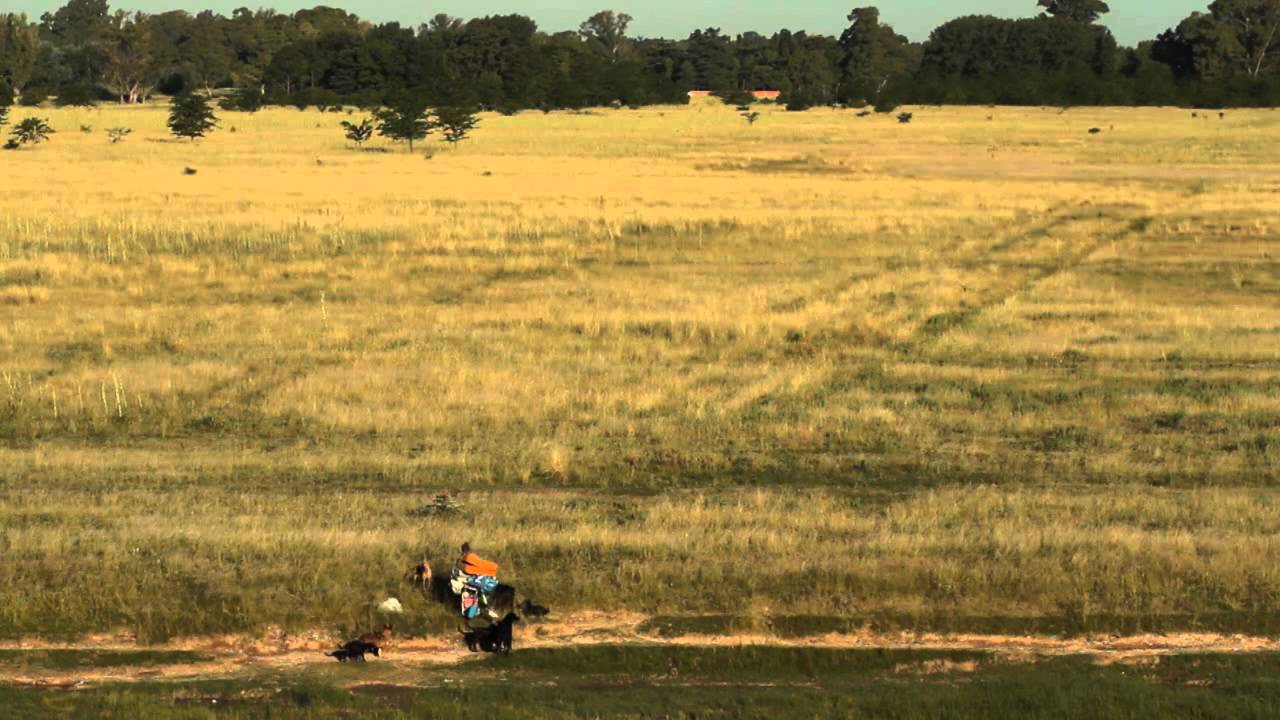 Trailer de La mujer de los perros