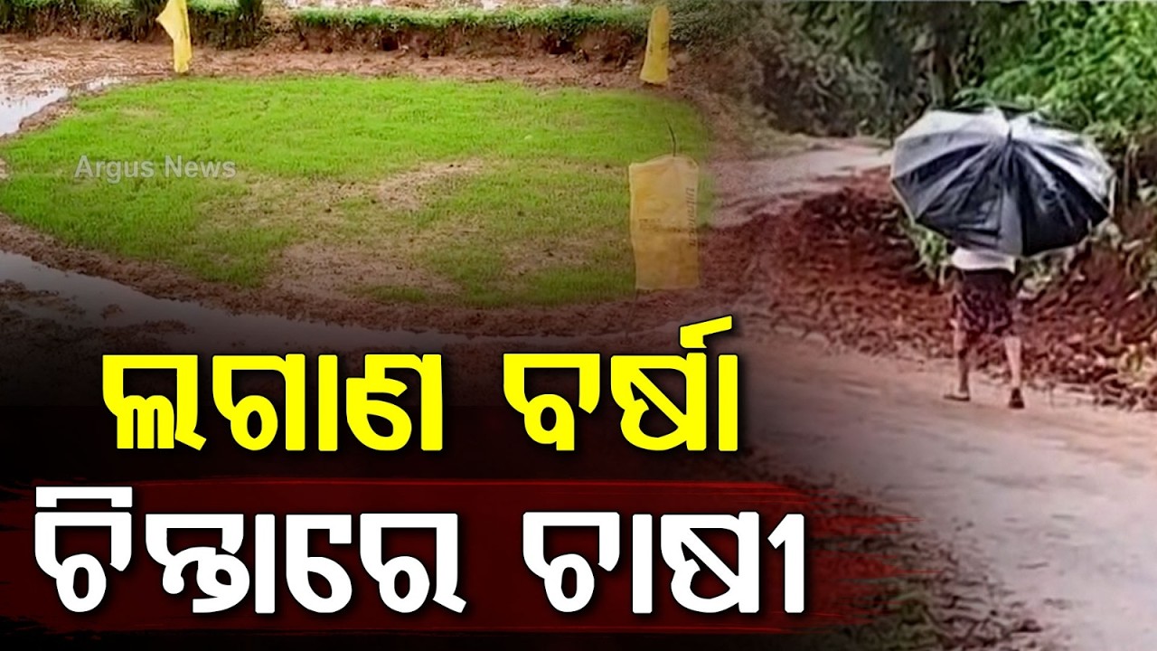 Koraput Farmers Worried Over Heavy Rain; District Admin Starts Crop Insurance Drive | Argus News