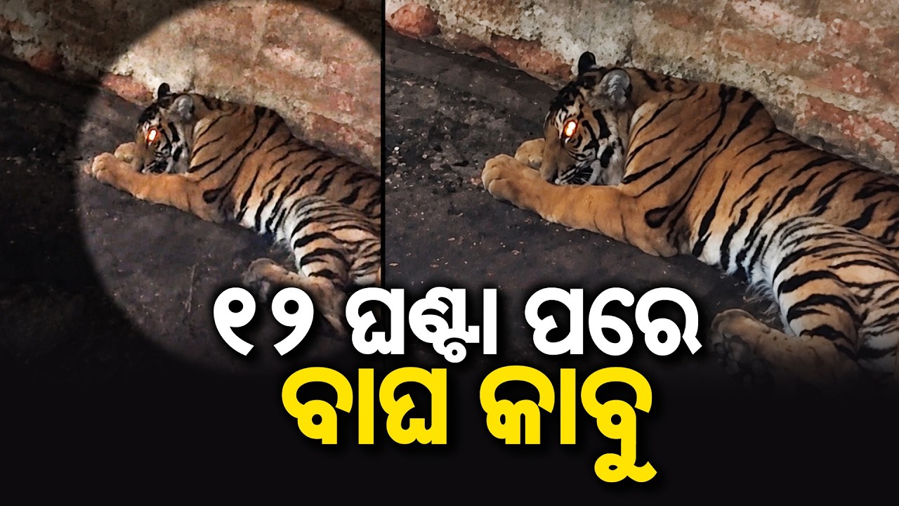 ୧୨ ଘଣ୍ଟା ପରେ ବାଘ କାବୁ | Tiger Cub Enters Village In Mayurbhanj | Rescued After 12-Hr Op | ArgusNews