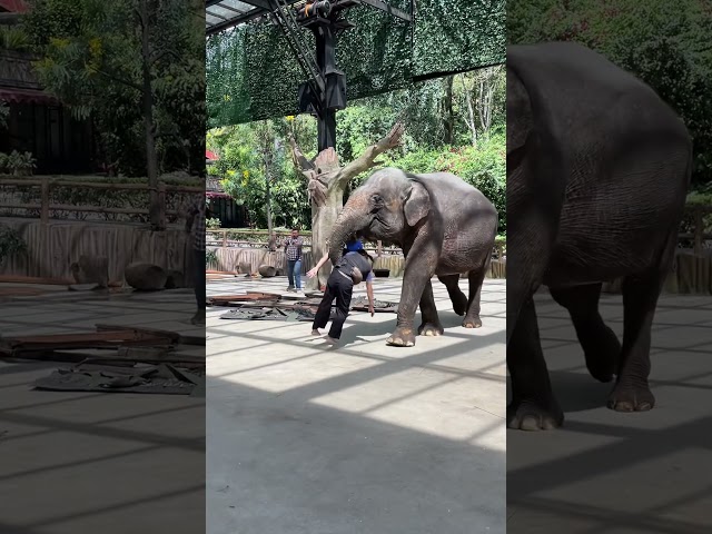 Draga (Drama Gajah) #safari #bogor #gajah