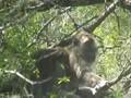 Longtail macaques relax in a tree