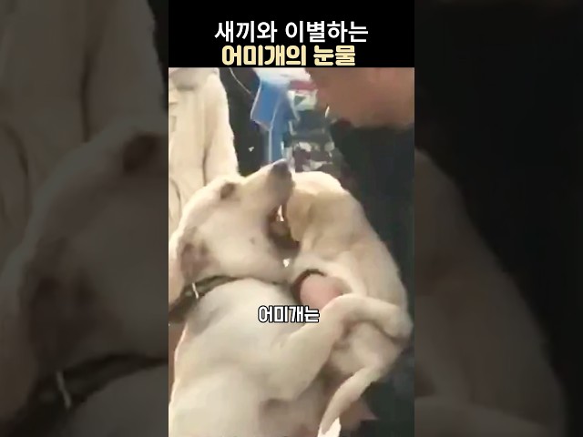 새끼를 떠나보내는 어미개의 슬픔 #리트리버 # 감동스토리