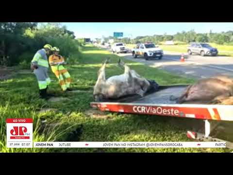 CAPIVARAS E VACA MORREM ATROPELADAS EM RODOVIAS DE SOROCABA