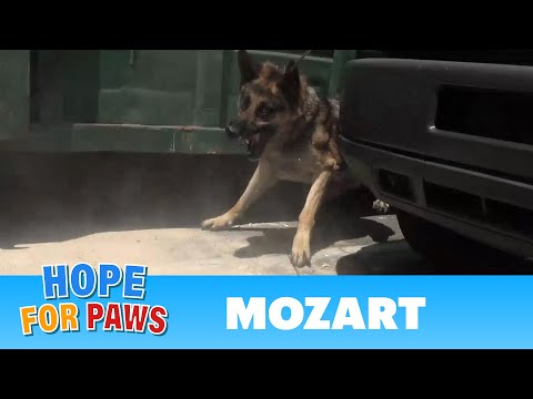 Security guards rush to help Hope For Paws rescue a homeless German Shepherd.