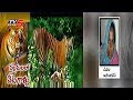Tiger Hunting In Nallamala Forest