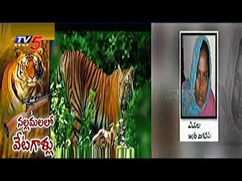 Tiger Hunting In Nallamala Forest | ap7am