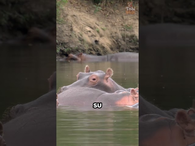 Anne Su Aygırı Yavrusu İçin Savaşıyor 😢