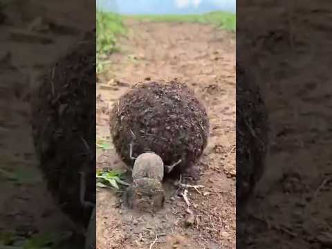 🤠🤠 जोर लगा के हईशा ||🌾 #funny #comedy #animals #shorts