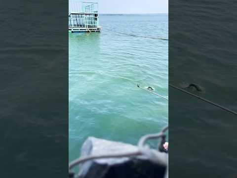 Câu cá Hồ Trị An #fishing