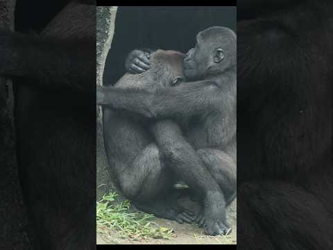 sweet #gorilla brotherly love 💕😍 #gorillatag #金剛猩猩 #台北市立動物園 #shorts サムネイル