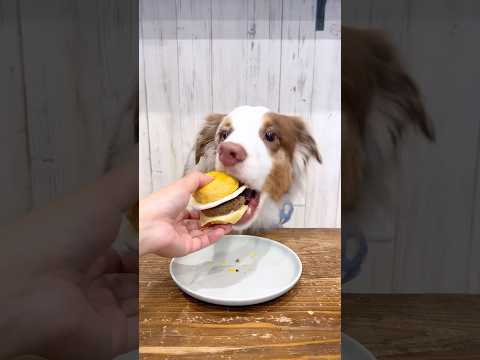 月見バーガーを食べる犬が豪快で可愛すぎました🍔🎑【オーストラリアンシェパード】#asmr