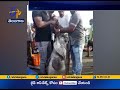 90 Kg Gobra Fish found in Ratnagiris Harne Port- Maharashtra