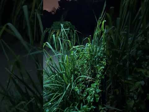 Lại ngập nước lên thanh long nữa. Chưa tới một tháng mà ba lần ngập thanh long