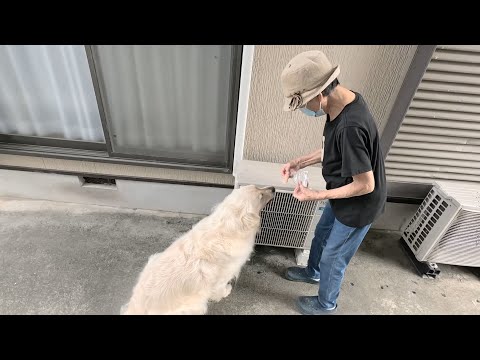 今日のおやつは冷やしささみでした・・・。 #メイちゃんねる