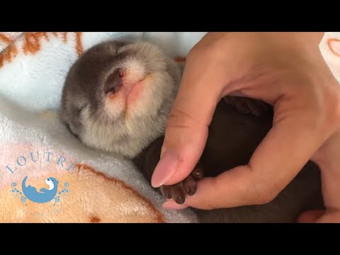 Baby Otter Nail Trimming