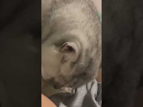 한밤중에 이상한 활동을 하는 통통한 고양이 #cute #cat #kitty #funnycat