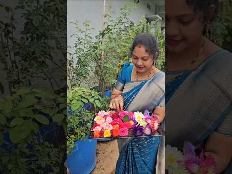 <strong>Roses</strong> harvesting గులాబీలు #<strong>roses</strong> #flowers #mygarden #homegarden #gardening #harvesting #shortvideo