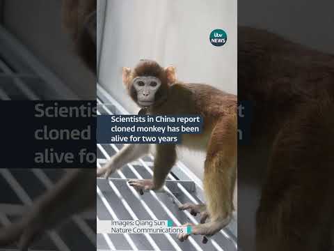 A cloned monkey has been alive and 'healthy' for two years, scientists in China have said #itvnews
