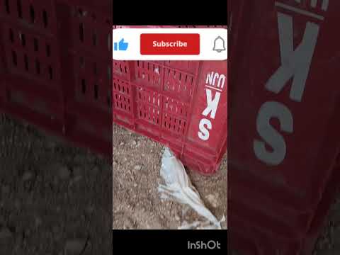 murge ka baccha#Badi murgi Ban sakta hai 5 month mein murgi ki video