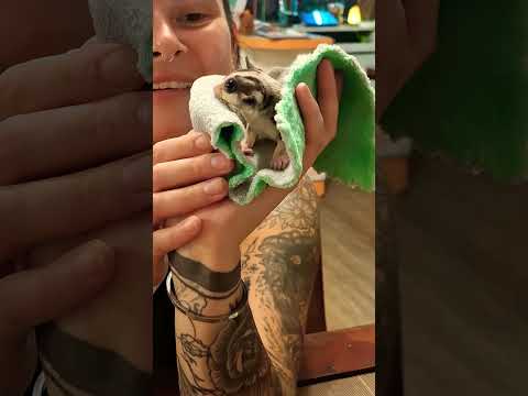 Белка летяга | милые животные #белка