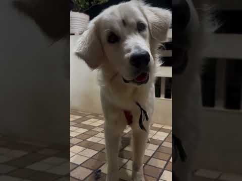 #DogLovers #CuteDog #FunnyDogs #DogViral #DogVideo #PuppyLove #PetViral #DogLife #InstaDog #DogTok