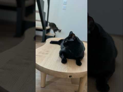 後ろを通った猫ニャ🐱 - Cats Meowing - #shorts #cat