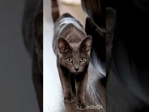 MENGAPA KITA PERLU MEMELIHARA KUCING..??