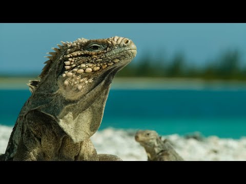 Wild Cuba: A Caribbean Journey'