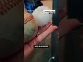 Giant hail pounds Kansas  - 00:35 min - News - Video