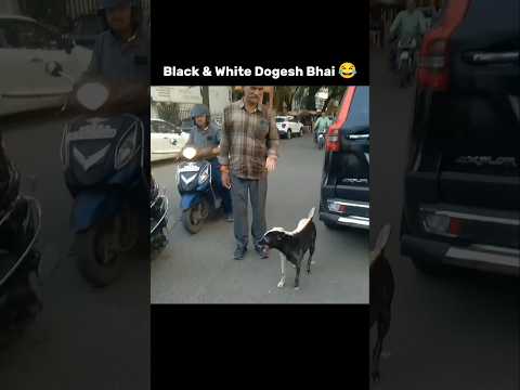 Dogesh Bhai Full Modified 😂🐕 #shorts #memes #viralvideo