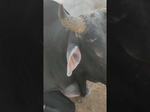 गौधन हरियाणा नस्ल ऐसा सुंदर नजारा और कहीं नहीं मिलेगा #हरियाणा_नस्ल #cow #bull