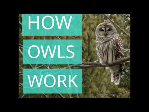 How Owls Work