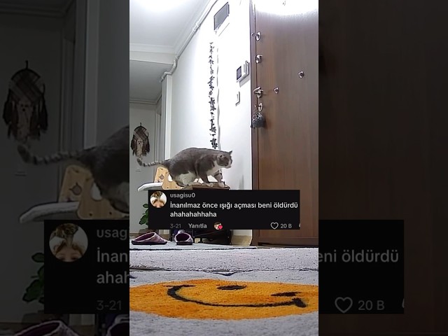 Vergi vermemek için konuşmuyolar 😂   TT: vegasbebis