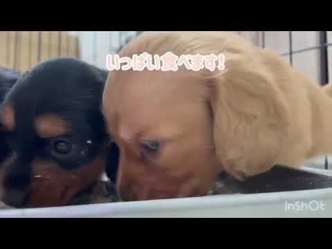 ミニチュアダックスフンドの子犬🐶